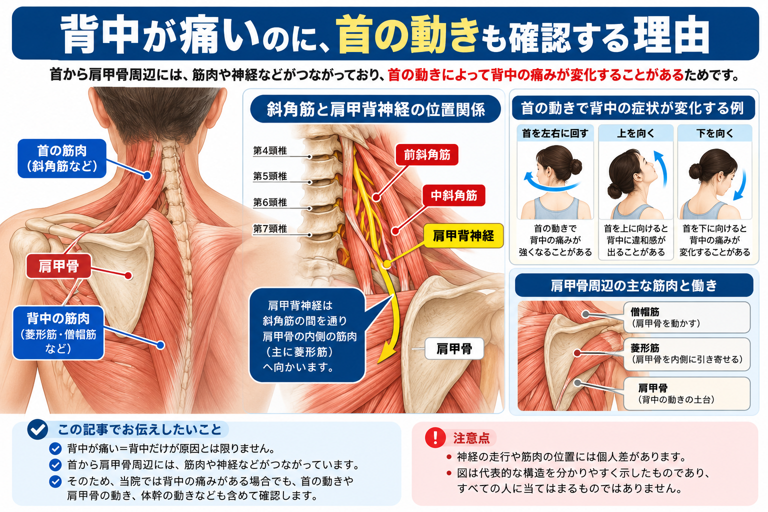 首・肩甲骨周辺の筋肉と神経の模式図、首を左右・上下に動かす例